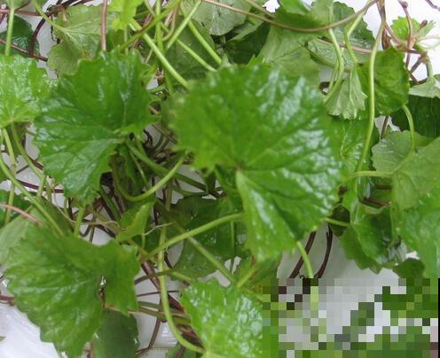 4种山上常见的野草，还有很强的药用价值，再不挖就老了