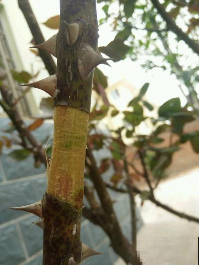 1个塑料瓶，居然有8种养花方法，省钱又好用！