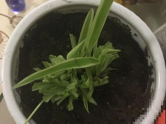 嫌花长得丑，趁现在砍头，2个月脱胎换骨！