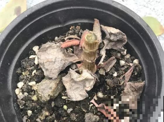 嫌花长得丑，趁现在砍头，2个月脱胎换骨！