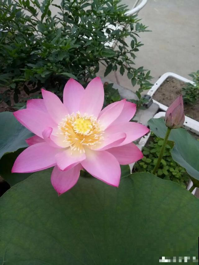 10种爱喝水的花，1天1大桶，反而越来越疯长！