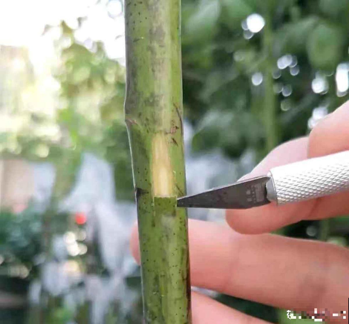 月季剪根枝条，绑在光杆子上，2年长成棒棒糖！