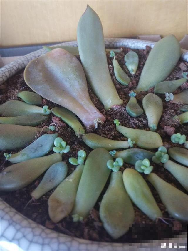 多肉叶插时，换个姿势，成活率大大提高！