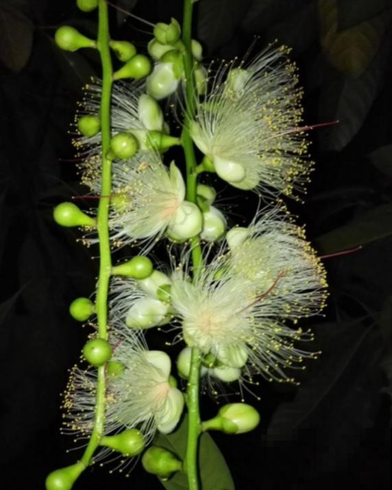 9种奇花异草，见过一种，都很了不起！