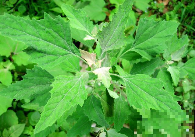 见过两米高的野菜吗？很多人看了不认识，其实掐点嫩芽超鲜香！