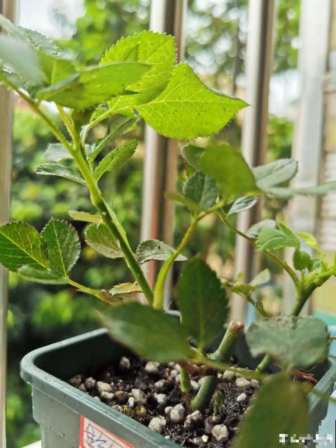 给花喷点杀菌水，虫子全杀死，杀菌消毒叶子绿！