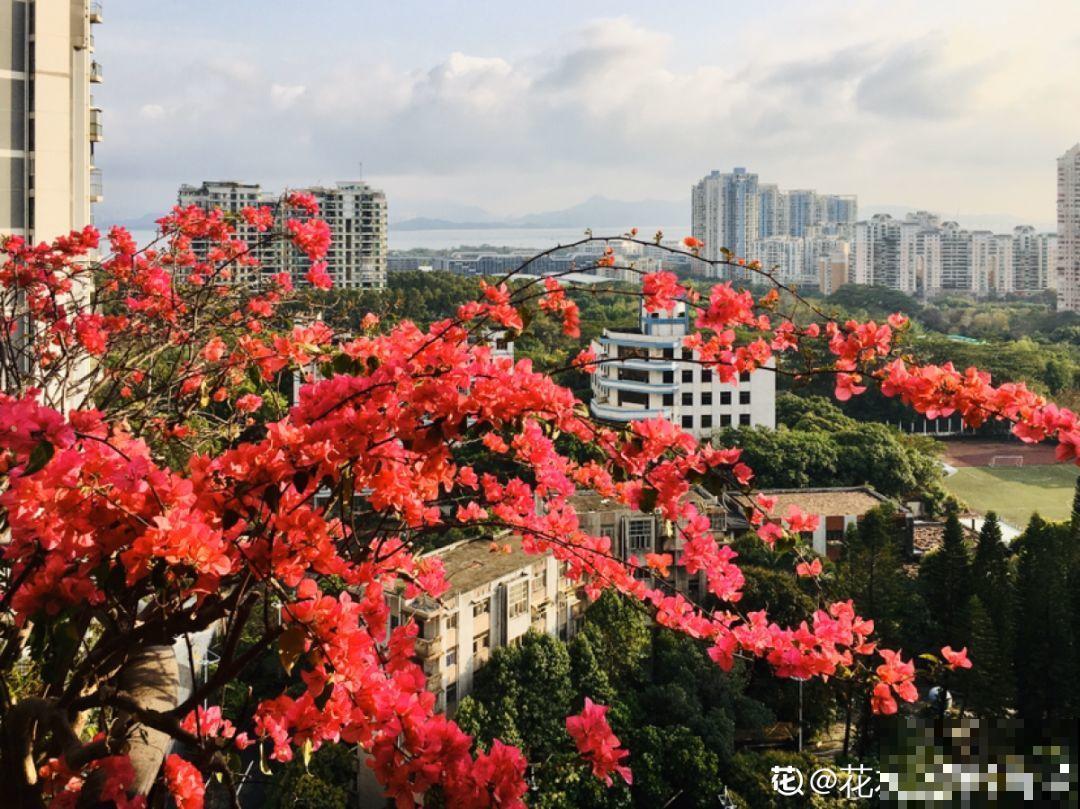 ！爱爬墙的20种花，嗖嗖爬满整面墙，看着心情就好