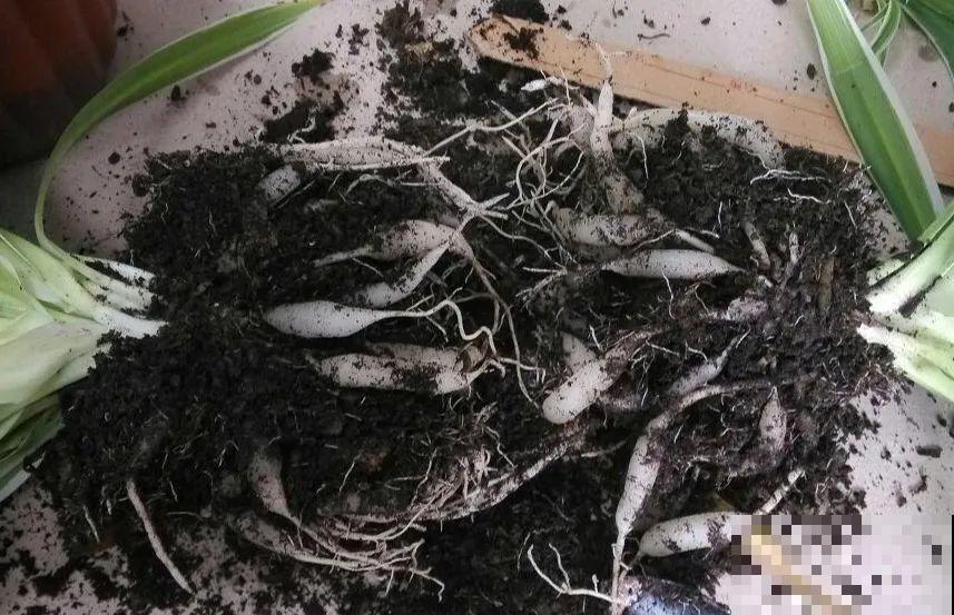 在家自制壮根水，7天浇一次，养出白胖萝卜根！