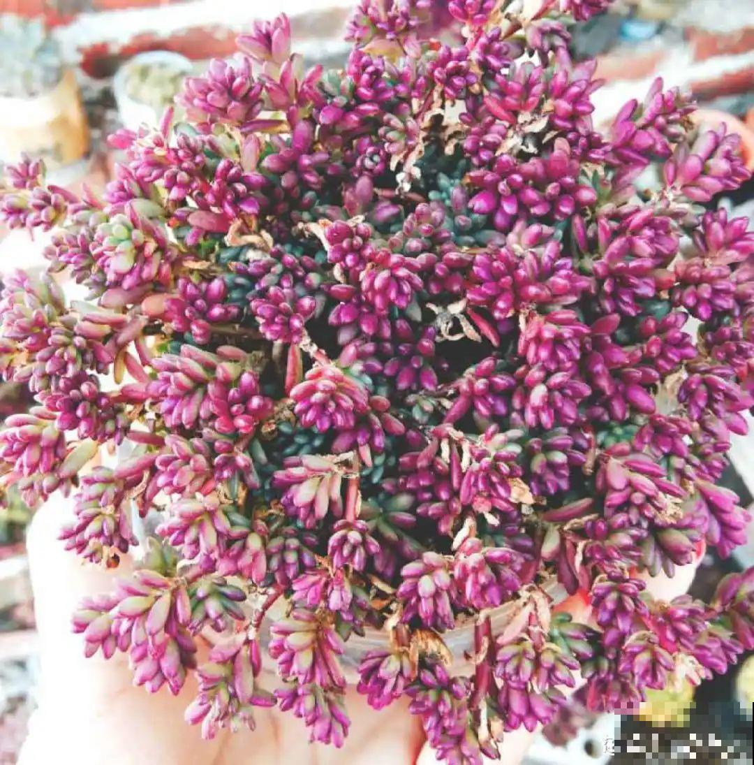 7种花，一开花就是一片花海，太震撼！