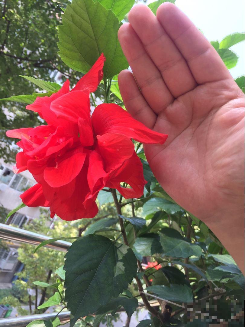 扶桑花典雅浪漫，扦插成十来盆，每盆开出碗口大的花！
