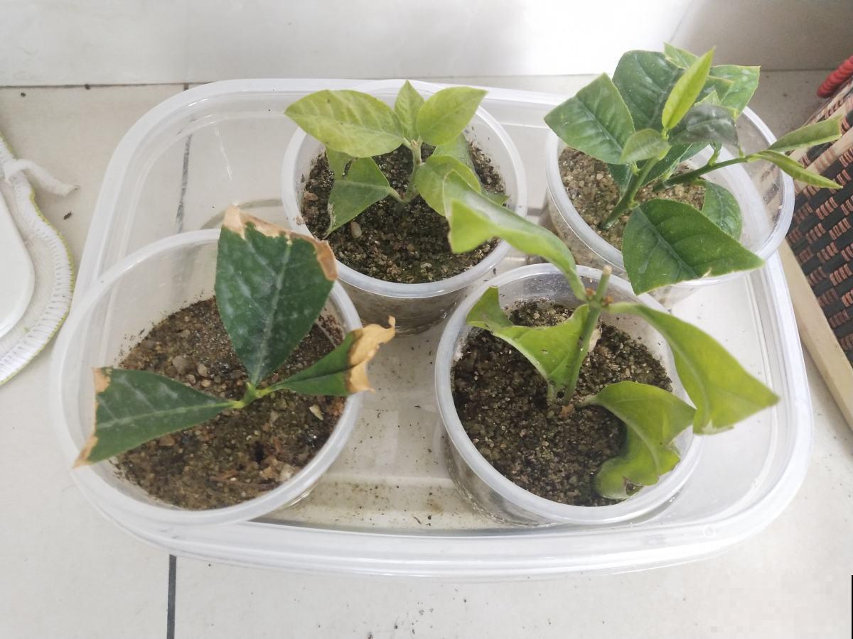 扦插总是不成活，只要学几个妙招，分分钟冒出大白根！