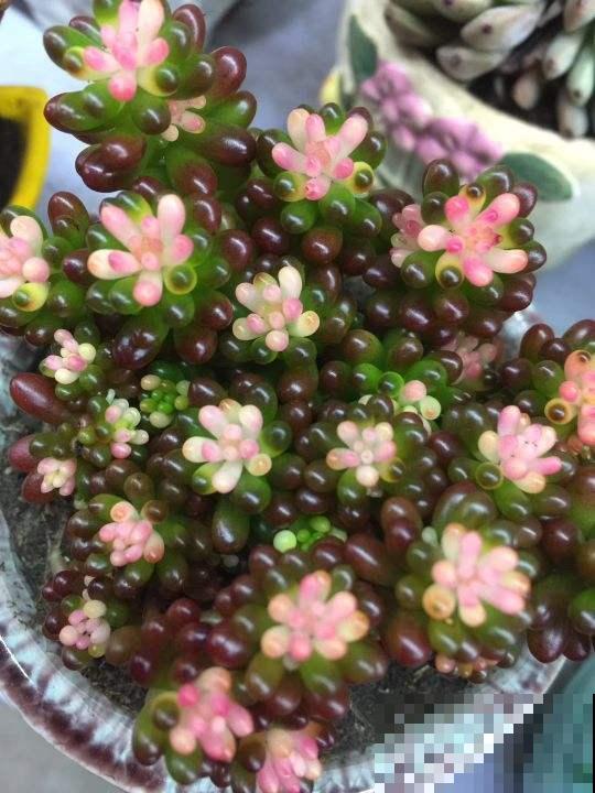 邻居的多肉为啥这么红，逼问之后才知道，原来是做了这4点