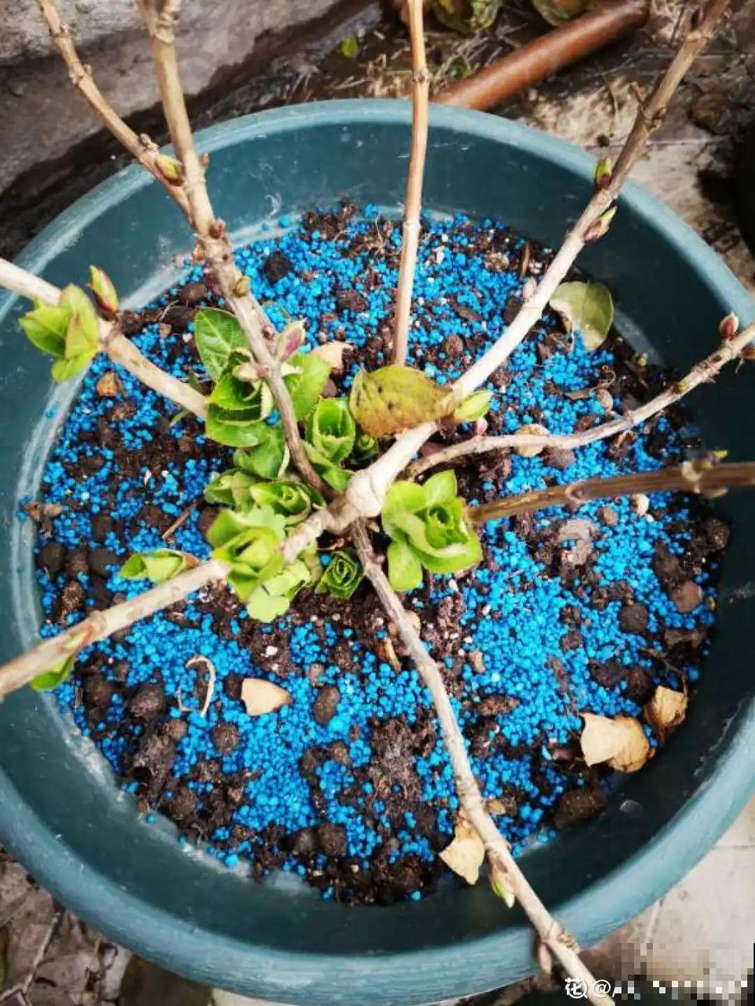 在家自制壮根水，7天浇一次，养出白胖萝卜根！