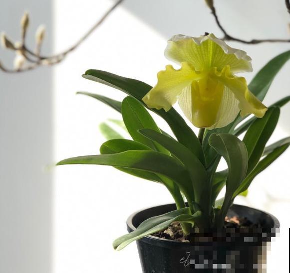 6种珍稀兰花，高贵优雅、价值不凡，见过一种就很厉害了！