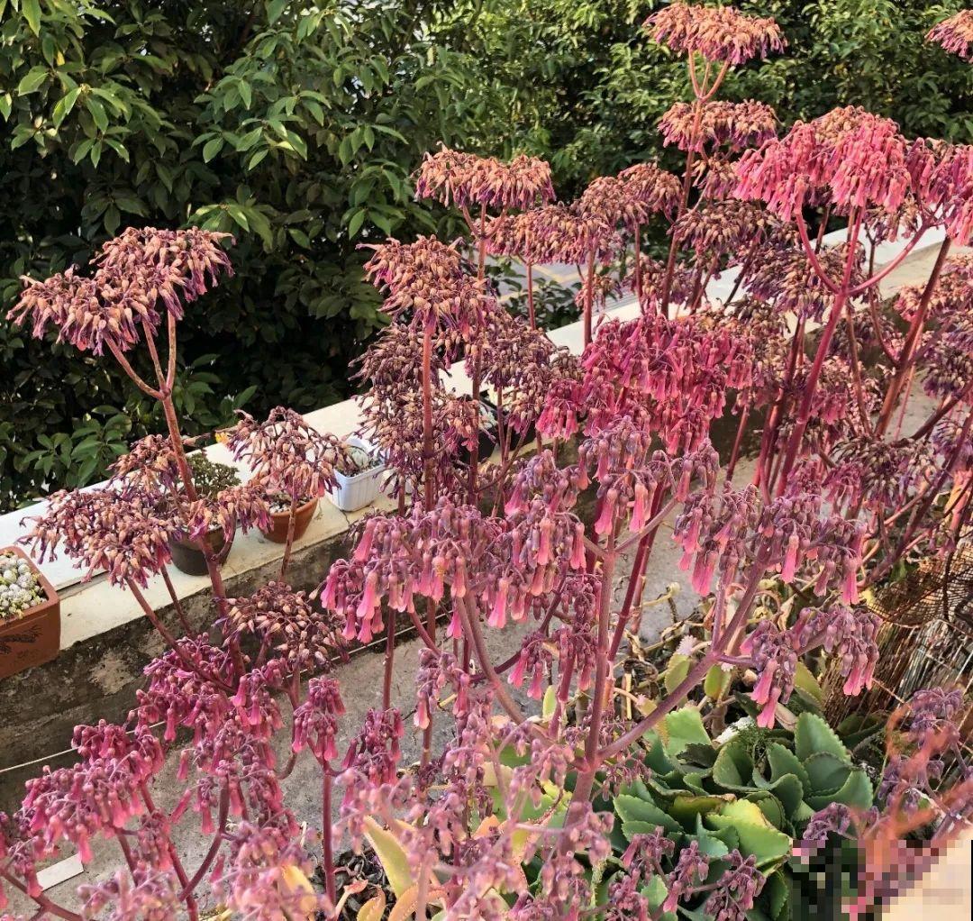 10种耐旱植物，平时少浇水，开花更准时！