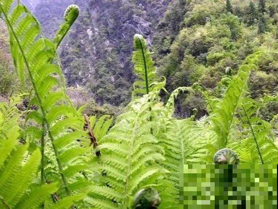 66种野菜辨别图，再不挖点尝尝，下个月就老了！