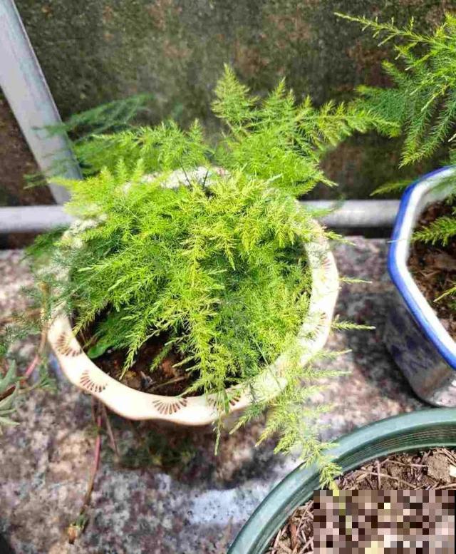 嫌花长得丑，趁现在砍头，满盆都是新叶子！