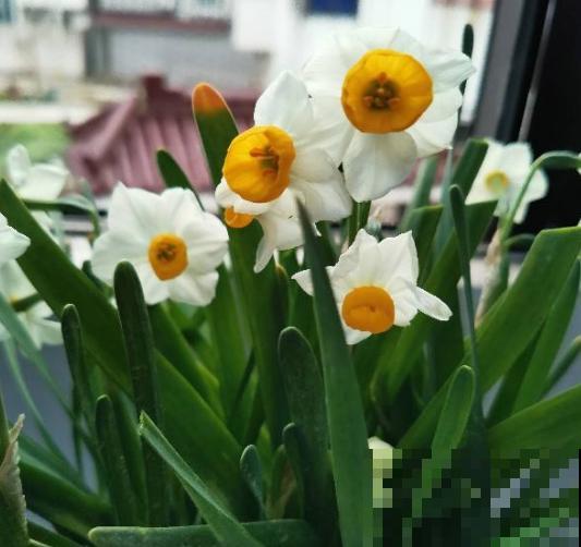4种“一次性花”，个个都很便宜，开完就能扔了！
