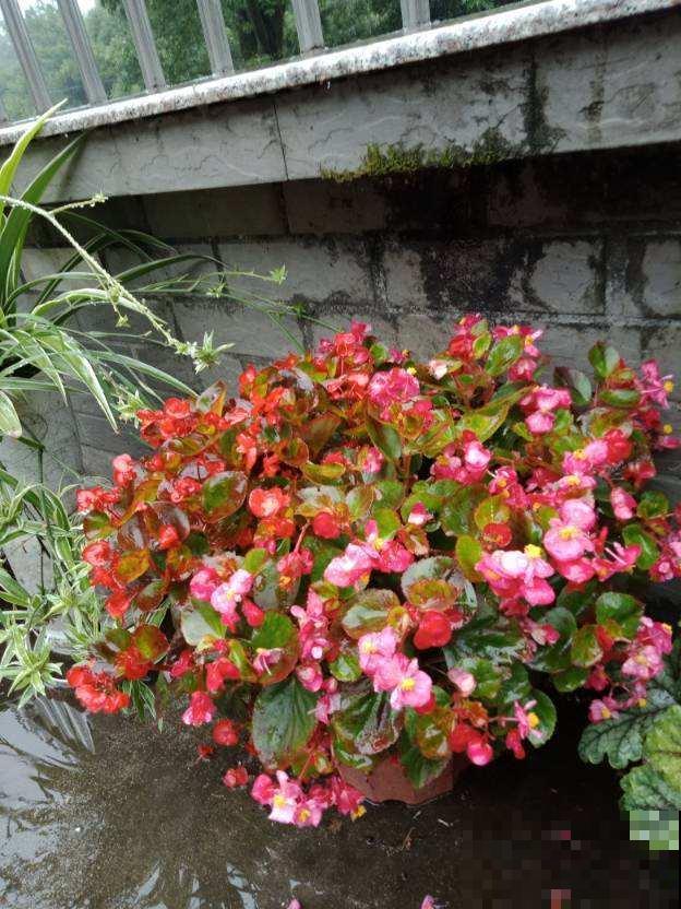 四季海棠很好养，春季养护注意3件事，开花一整年！