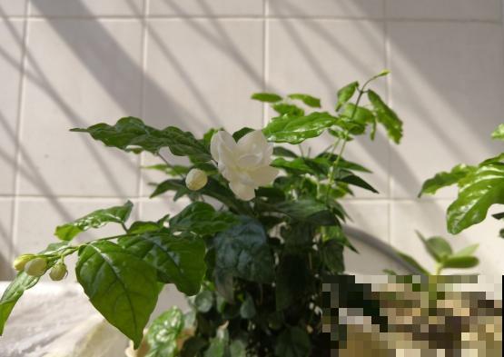 养茉莉花，学会一个小技巧，枝繁叶茂、开花不断！