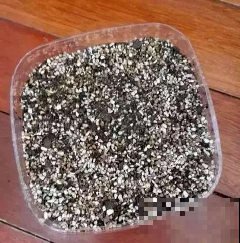 玉露1盆变10盆，根本不用叶插，学会这招就可以！