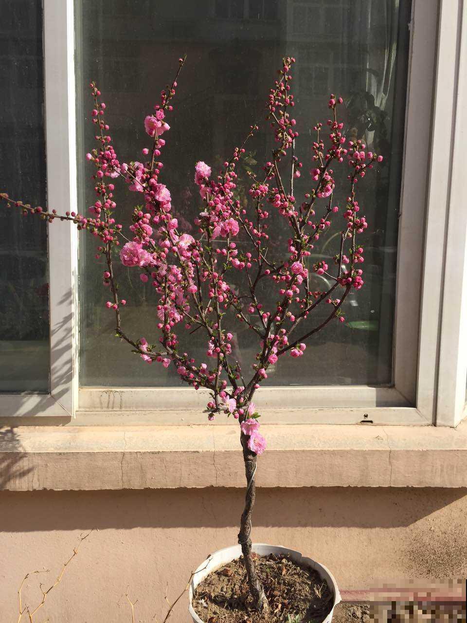 路边树开花像梅花，长的叶子像榆树，原来名字叫榆叶梅！