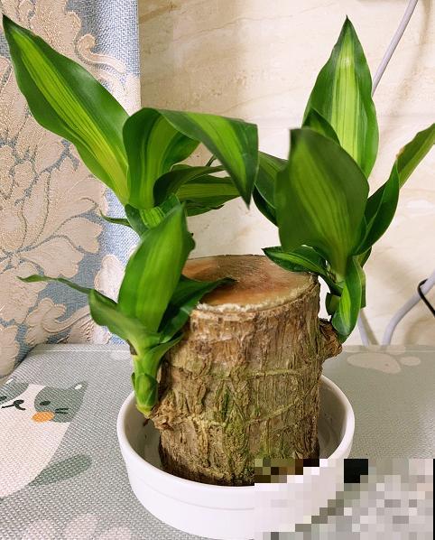 网红植物幸运木，半截桩子泡水里，生根发芽成小树！