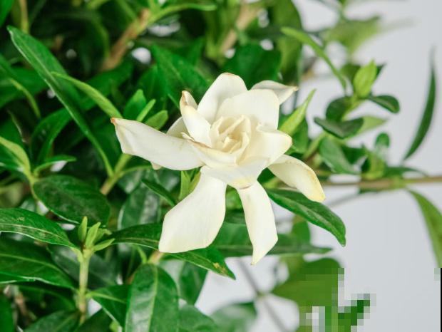 能“吸臭”的4种香香花，摆家里满室飘香，异味去无踪！