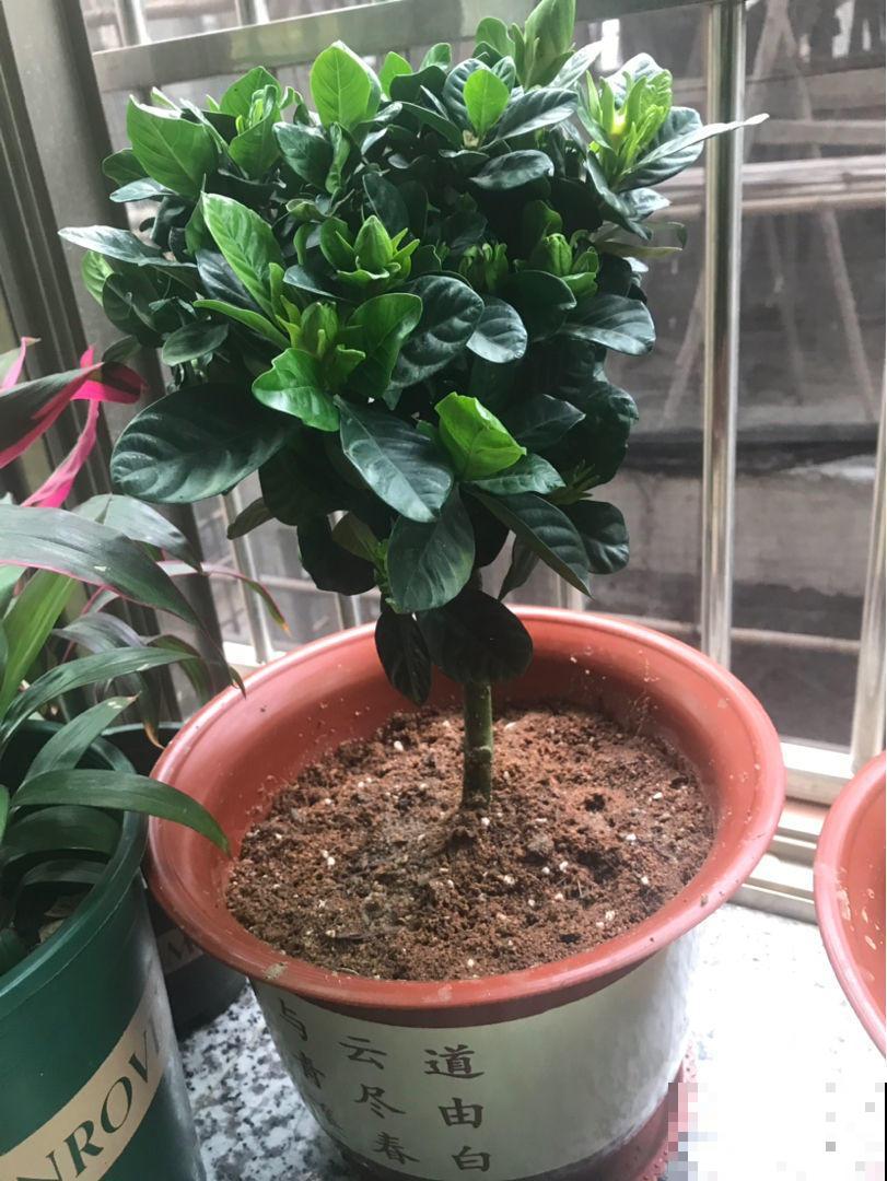 最适合养成棒棒糖的花，模样清新优雅，只需几步就能完成！
