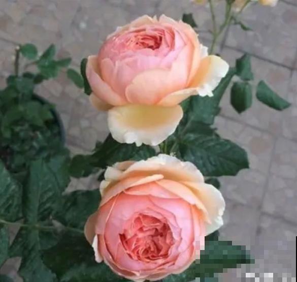 春天错过这几件事，月季开花少得可怜，别忽视！
