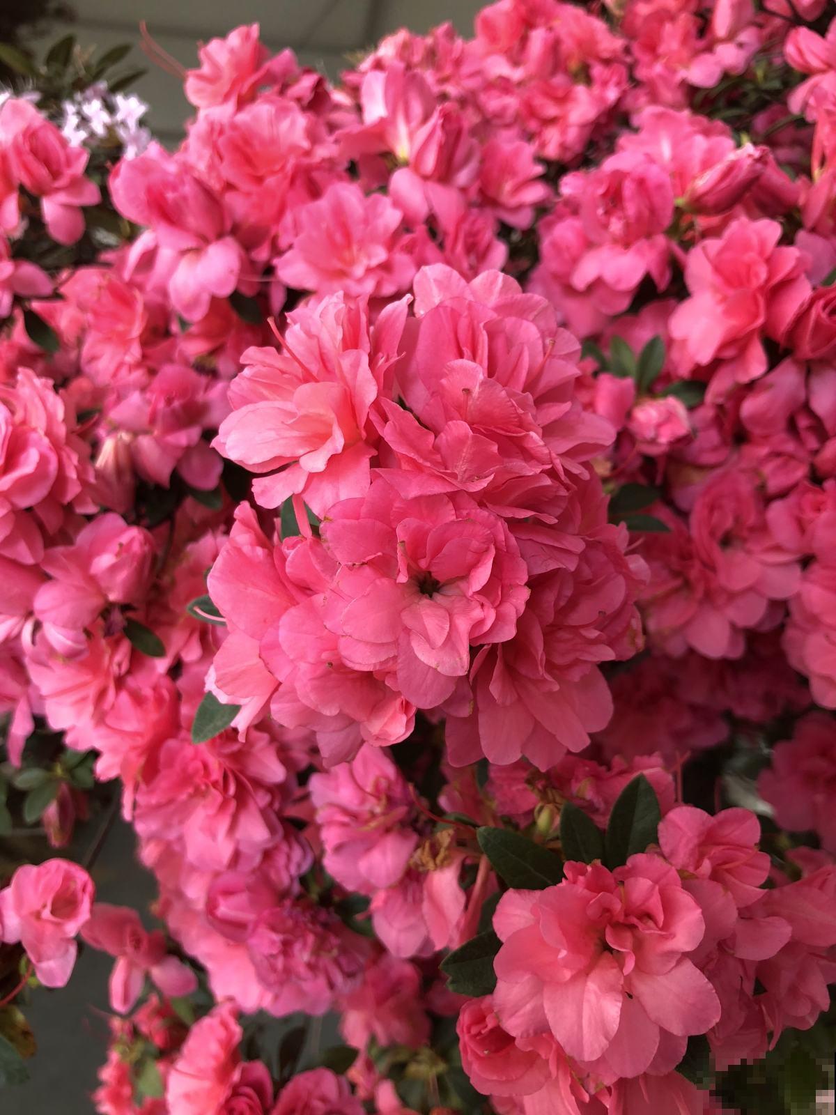 花养成光杆司令，别急着丢掉，剪一剪，晒一晒，还能重新发芽