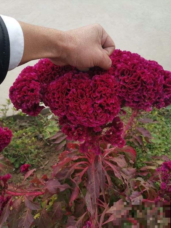 童年最爱玩的鸡冠花，家里种棵还有大作用，现在很少见了！