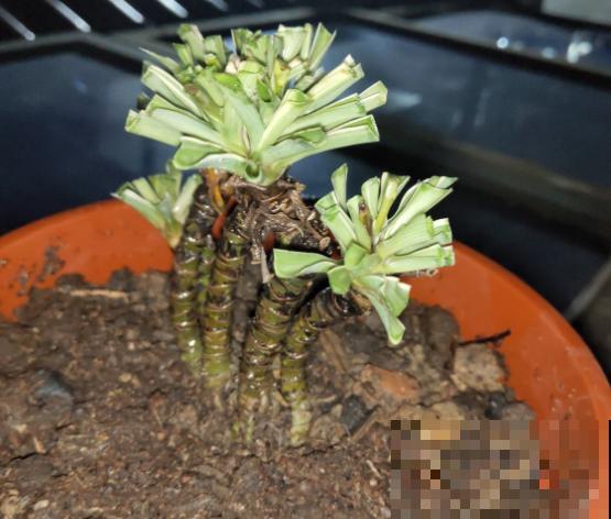 5年的吊兰老桩，一泡尿给滋没了，心疼！