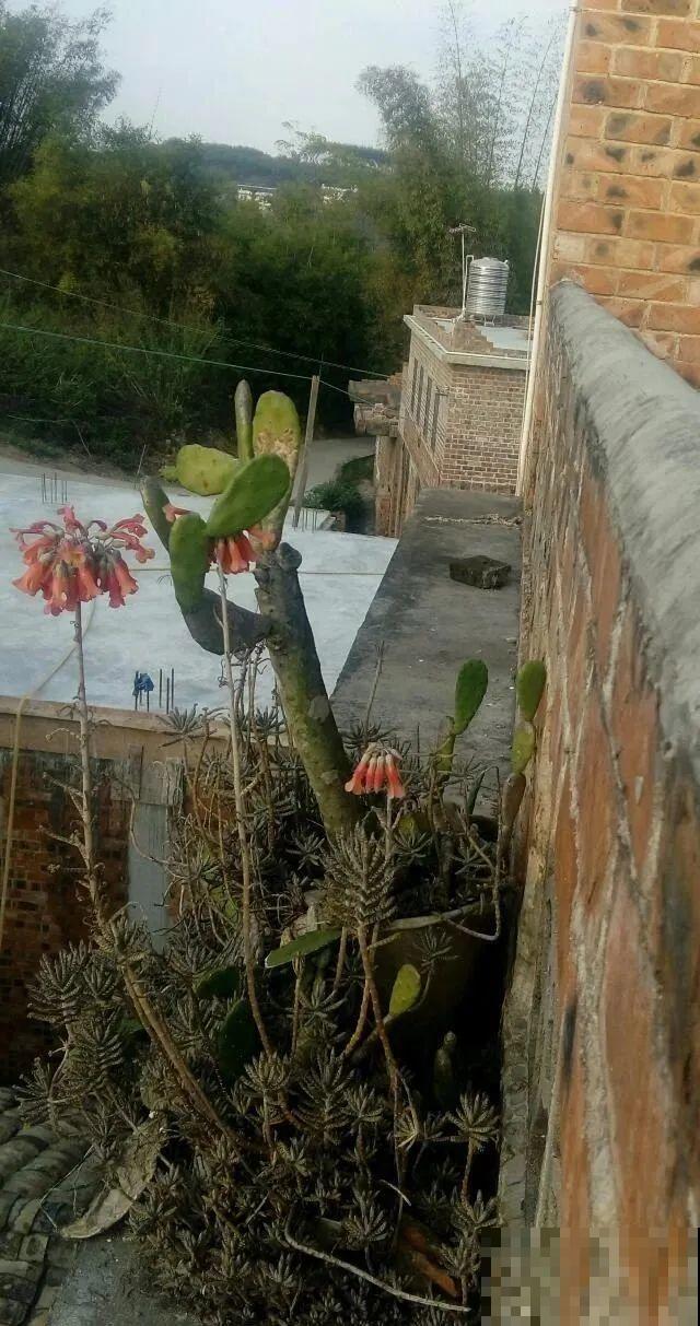 7种花，一开花就是一片花海，太震撼！