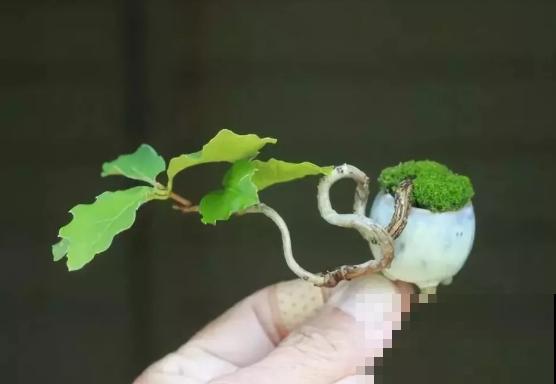 一个茶碗就能养的花，开花精致富贵，摆在窗台上档次！
