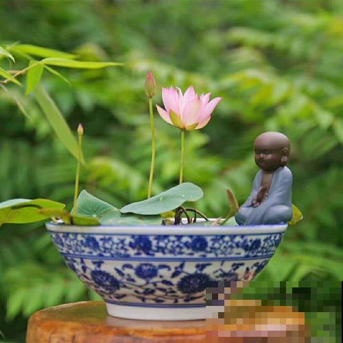 一个茶碗就能养的花，开花精致富贵，摆在窗台上档次！