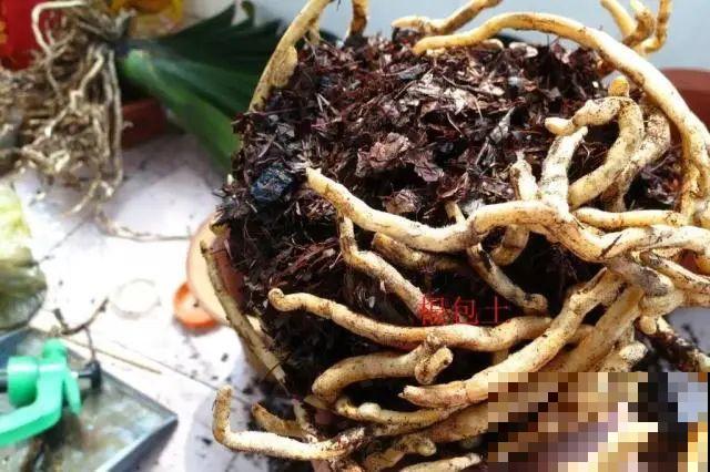 注意，绣球出现这种情况不能换盆，小心换完就死！