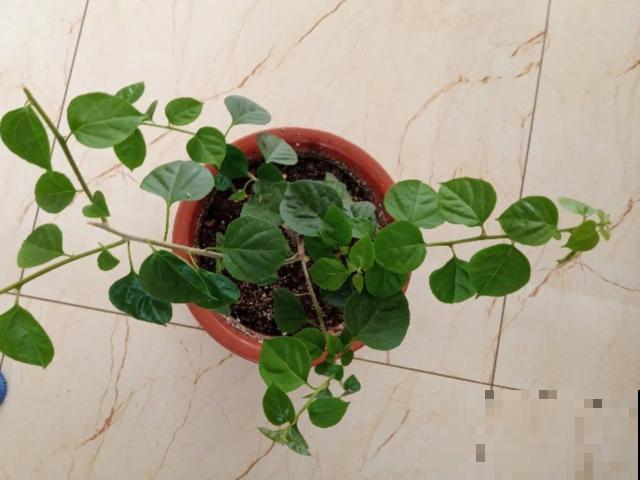 现在养三角梅，长的快、开花多，想开几次都行！