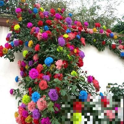 网上买花套路多，这4个陷阱要避开，不然花钱买气受！