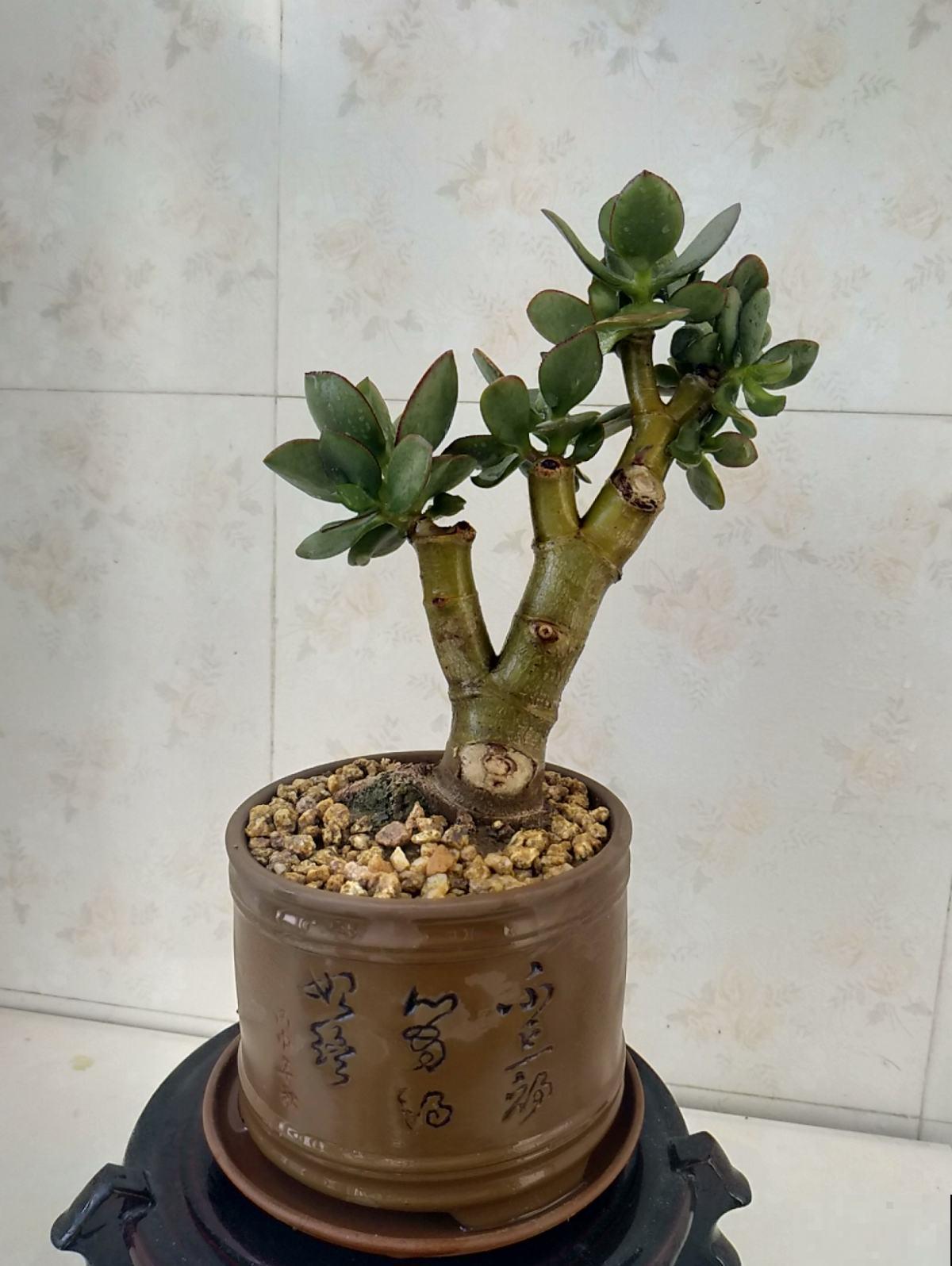 有见过开满花的玉树吗？原来养护这么重要，半月就能看到花蕾