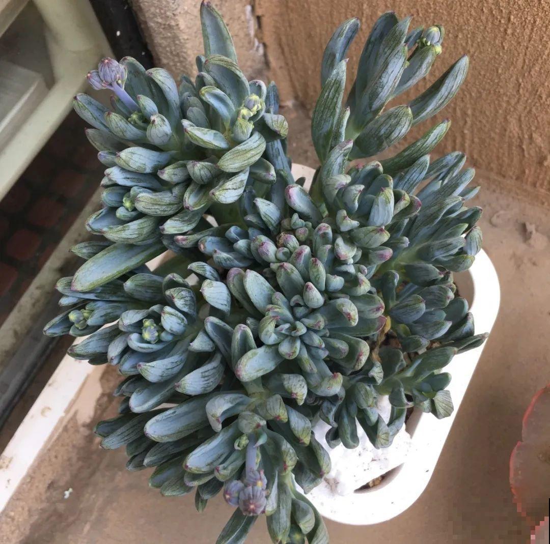 10种花，最怕换盆，换完活不过3天！