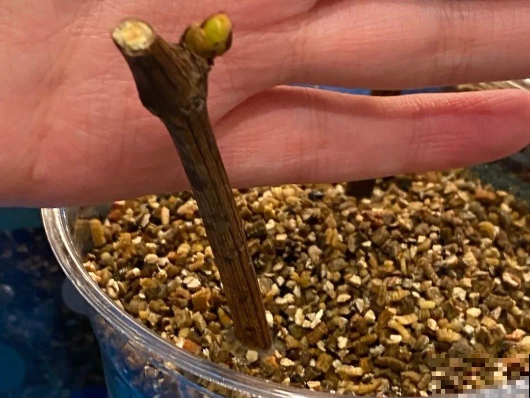 20种常见花，扦插方法大全，不用再花钱买了！