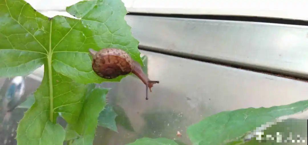 春天各种虫害来袭，花叶都要被吃没，教你新方法来杀虫！