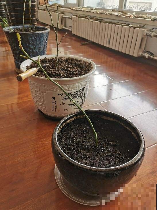 老花农都知道的春天换盆妙招，学会的再也不愁养不好花，超简单！