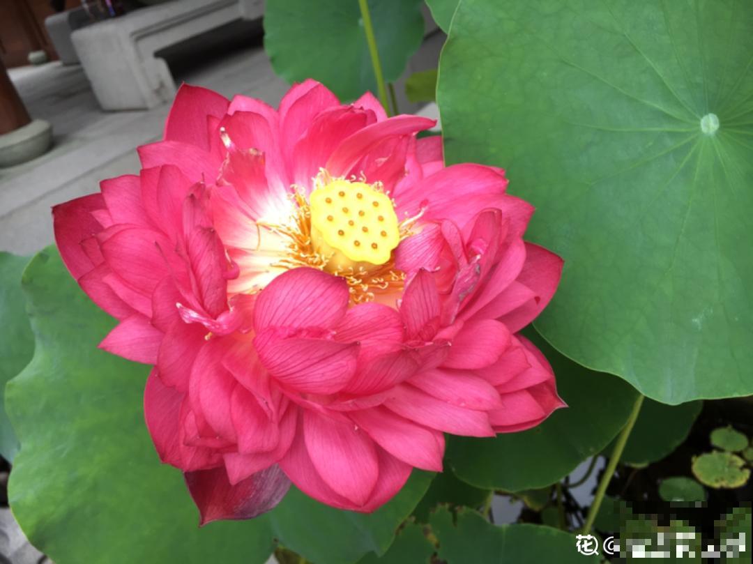 我想有个家，带个小院子，满院都是繁花！