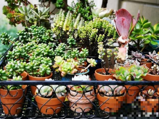 家里养盆虎皮兰，小花盆、挤着养，疯狂开花爆小崽！