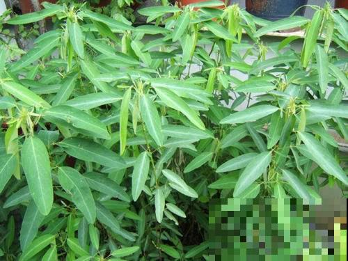 9种奇花异草，见过一种，都很了不起！