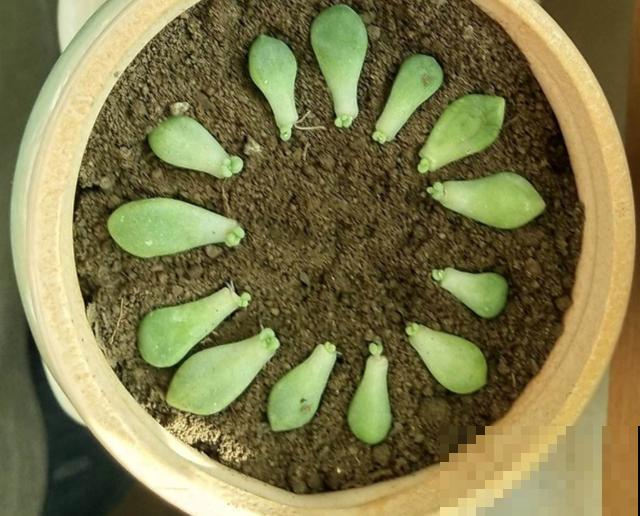 多肉叶插时，换个姿势，成活率大大提高！