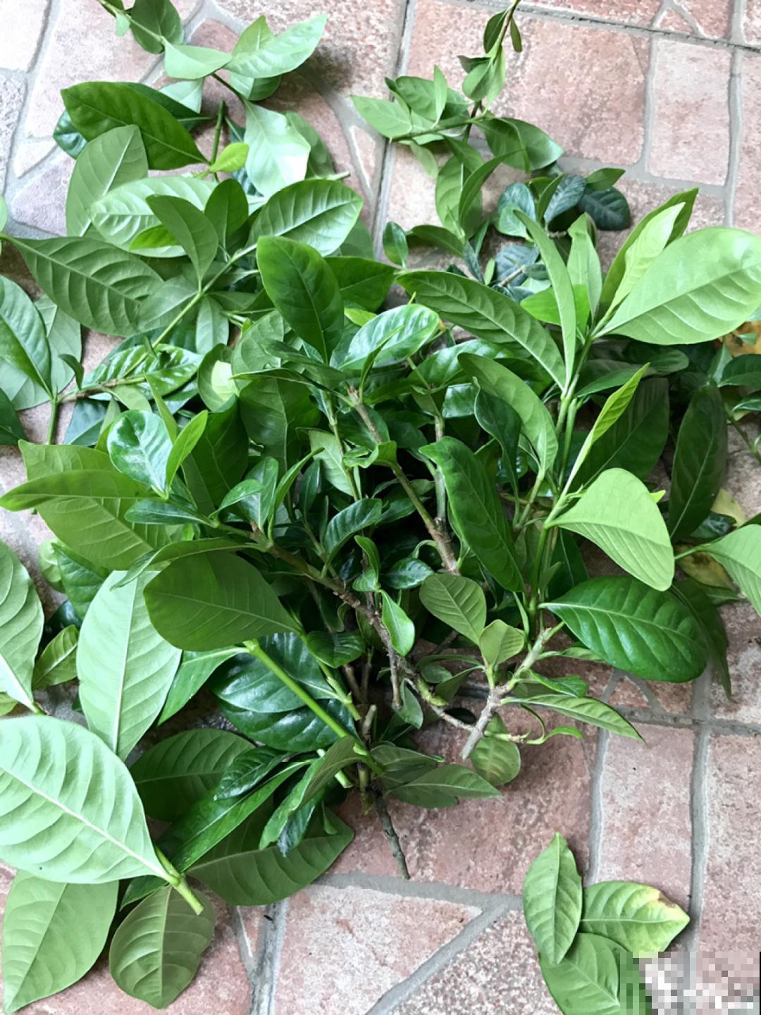 这10种花，天越热越扦插，3天冒出大白根！