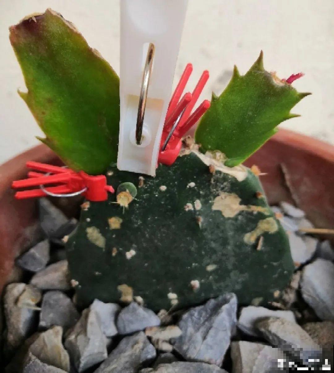 8种花，开完花别急着丢，剪一刀还能继续开